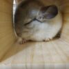 Chinchillas For Sale