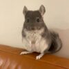 Chinchillas For Sale