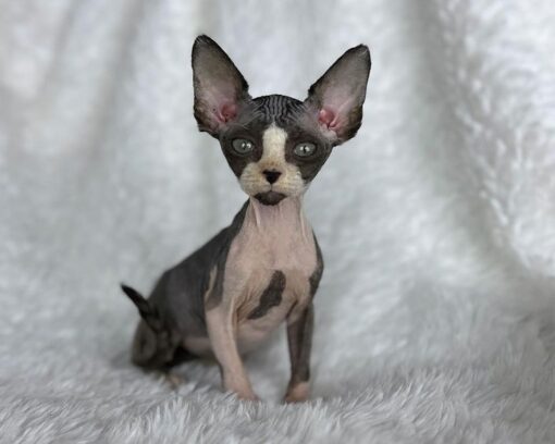 Sphynx Kittens For Sale