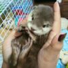 Otters For Sale
