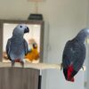 Safiya_female-and-Penelope_female.