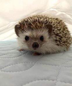 Hedgehogs For Sale
