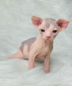 Sphynx Kittens For Sale