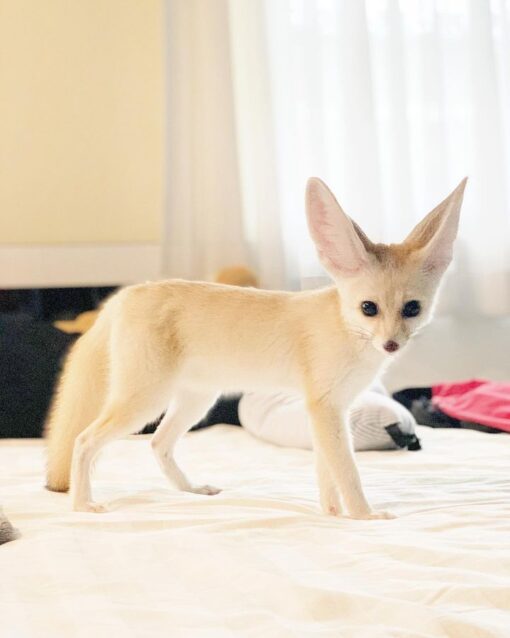 Fennec Fox For Sale