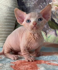 Sphynx Kittens For Sale