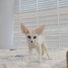 Fennec Fox For Sale