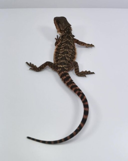 Bearded Dragon For Sale