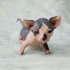buy sphynx kittens, sphinx cats for sale, sphynx kitten for sale, sphynx kittens for sale, sphynx kittens for sale $500, sphynx kittens for sale $500 california, sphynx kittens for sale $500 florida, sphynx kittens for sale california, sphynx kittens for sale florida, sphynx kittens for sale los angeles, sphynx kittens for sale near me, sphynx kittens for sale ny, sphynx kittens for sale ohio, spynx kittens for sale, where to buy sphynx kittens, where to buy sphynx kittens near me