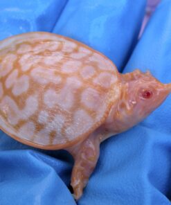 Baby Albino Pinkbelly Sideneck Turtle