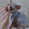 Sphynx Kittens For Sale