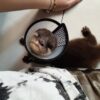 Otters For Sale
