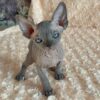 Sphynx Kittens For Sale