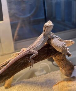 Exotics Pets For Sale