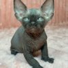 Sphynx Kittens For Sale
