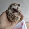 Hedgehogs For Sale