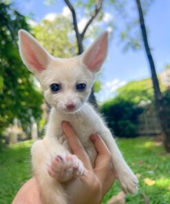 Fennec Fox For Sale