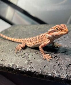 Bearded Dragon For Sale