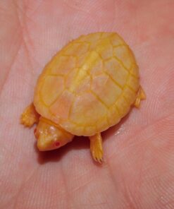 Albino Razorback Musk Turtle
