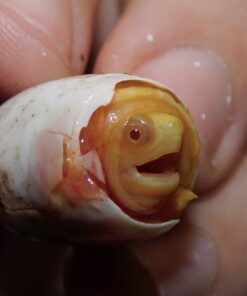 Albino Razorback Musk Turtle
