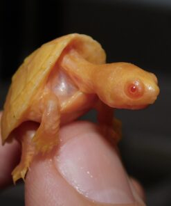 Albino Razorback Musk Turtle