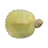 buy Albino Hieroglyphic River Cooter online