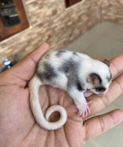 Sugar Gliders For Sale