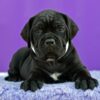 Cane Corso Puppies For Sale