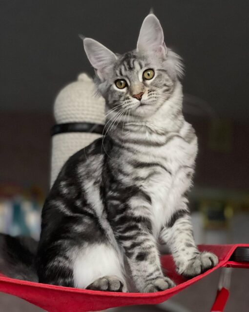 Maine Coon Kittens For Sale